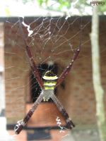 Caught In Its Own Web