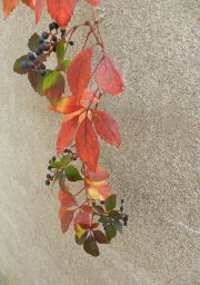 Autumn Wild Fruits