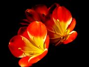 Blooms