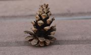 Cone