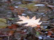 Floating Down A City Pond 