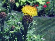 Full Bloom From Montreal,Canada Garden 