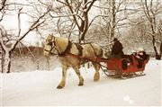 Horse And Carriage