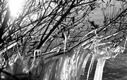 Icy Branches In Black And White