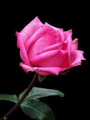 Pink Rose