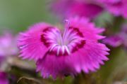 Pinky