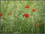 Poppies Blowing In The Wind
