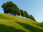Tree Line