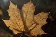 True Gold Leaf With Branch Reflections