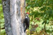 Wookpecker Meal