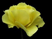 Yellow Rose 