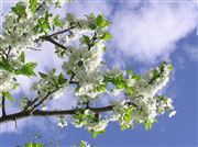 Spring Blooms In City