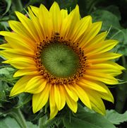 Sunflower Sunny Face With Fly Exploring It 