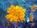 Beautiful Marigold