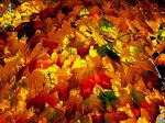 Autumn Painting