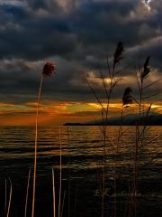 Behind The Reed
