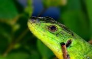 Curious Eye