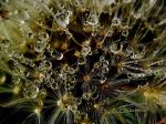 Dandelion Embellishment