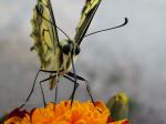 Eye To Eye With A Butterfly