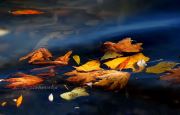 Floating Fall