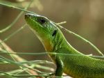 My Inquisitive Friend 