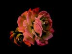 Rose Dream