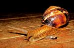 Snail Delivery 