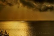 Sunrise Gold