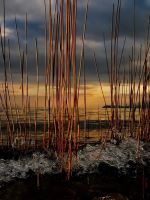 Thru The Reed