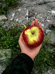The Forbidden Fruit