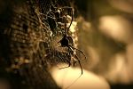 Grabbed The Web