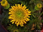 Blooming Marigold