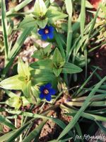 Blooming Little Beauties