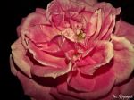 Rose King Of Flowers