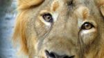 Lion At Zoo