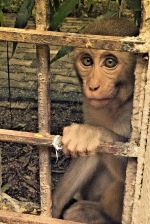 Innocent City Monkey