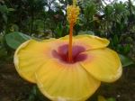 Gumamela Flower