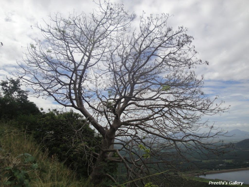 Age Old Tree
