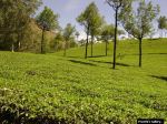 Scenic Greenery