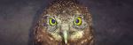 An Owl