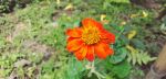 Wild Flower