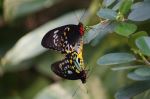 Butterfly Lovers