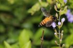 Busy Bee