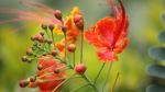 Colors In Nature