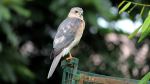 Indian Hawk