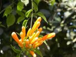 Orange In Greeen