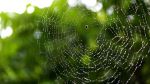 Original Web