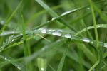 Perls In The Field