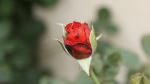 Red Rose