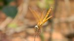 Small Insect